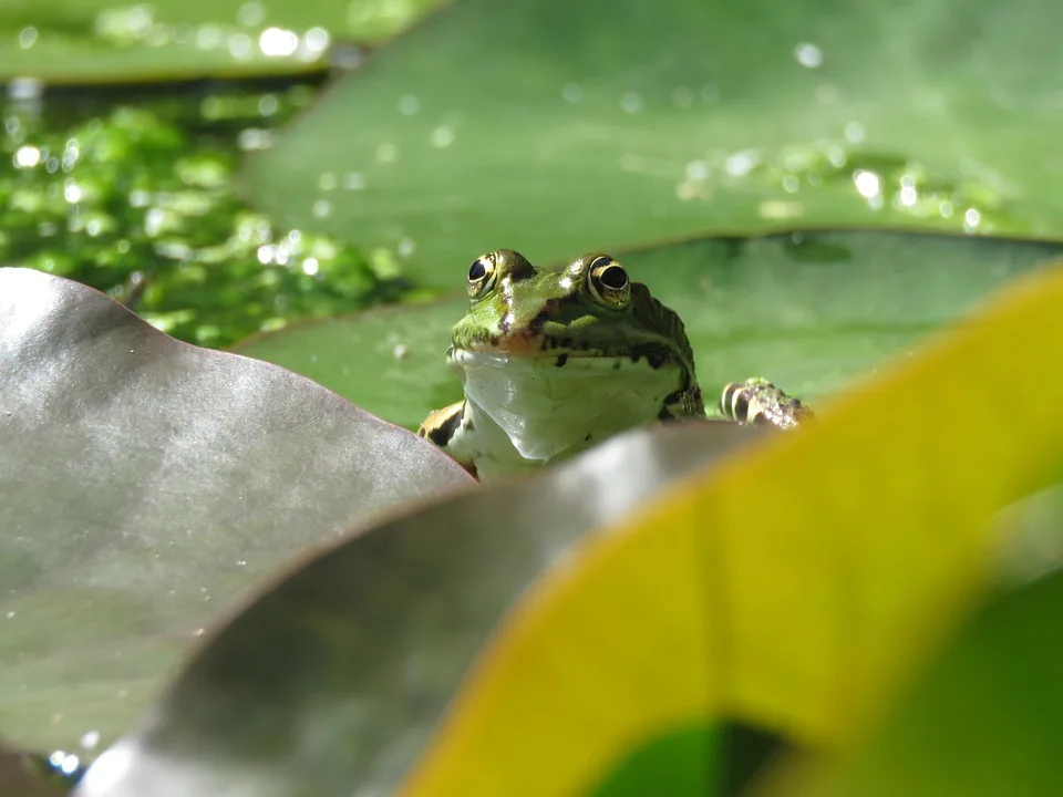 Zcash unter Druck: ECC-Team verlässt Projekt in Krise