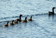 Regulierungsdruck: Bitcoin-Kurs erreicht neues Jahrestief
