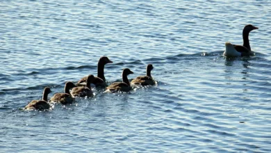Regulierungsdruck: Bitcoin-Kurs erreicht neues Jahrestief