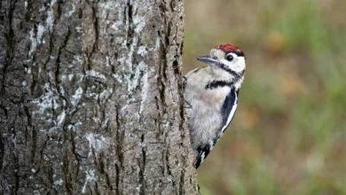 XRP und Remittix: Ein Blick auf die Krypto-Neuheiten