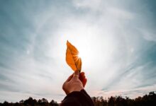 X: Krypto-Inhalte im Schatten von Spam und Kritik