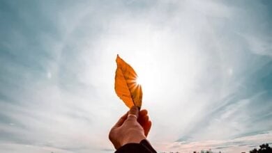 X: Krypto-Inhalte im Schatten von Spam und Kritik