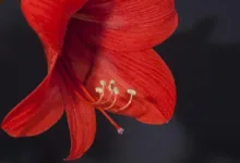 Zcash erholt sich leicht – bleibt jedoch unter Druck