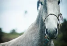 Kryptomarkt verliert Schwung: Politische Unruhen belasten Anleger