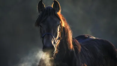 KBC startet Krypto-Handel: Belgien geht neue Wege