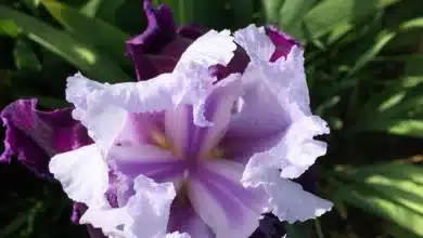 Iris Energy: Hype oder nachhaltiger Gewinner im Krypto-Markt?