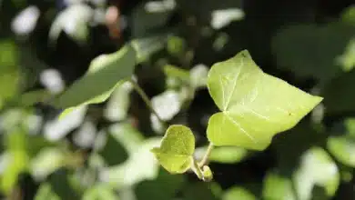 Hedera unter Druck: HBAR-Kurs kämpft um wichtige Unterstützung