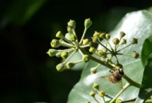 Hedera Hashgraph: Die Zukunft der Kryptowährung 2026