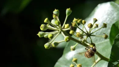 Hedera Hashgraph: Die Zukunft der Kryptowährung 2026