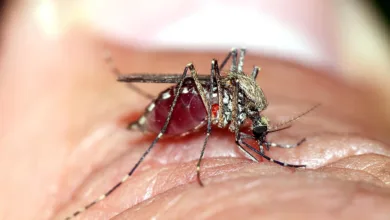 Metaplanet steigert Bitcoin-Reserven und Aktienkurs deutlich