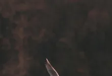 Kryptowährungen im Fokus: Moldovas Warnung und UK-Strategie