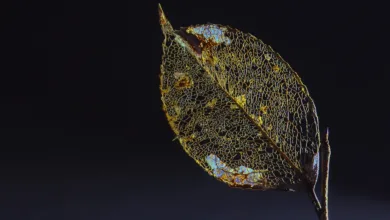 Krypto-Startup Entropy stoppt Betrieb und erstattet Gelder