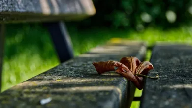 KBC Bank führt Krypto-Handel in Belgien ein: Ein neuer Trend