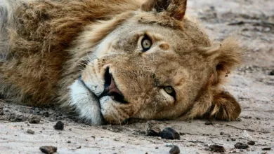 XRP-Kurs unter Druck: Kommt der große Durchbruch 2026?