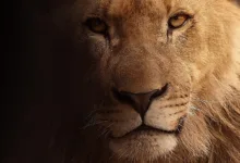 Stagnation bei Stablecoins: Welche Risiken drohen 2026?