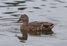 Binance startet Handel mit Ripples neuer Stablecoin RLUSD