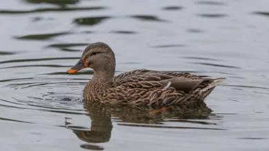 Binance startet Handel mit Ripples neuer Stablecoin RLUSD