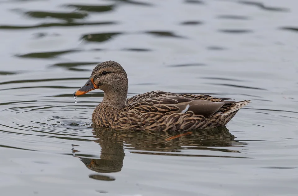 Binance startet Handel mit Ripples neuer Stablecoin RLUSD