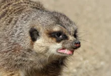 Streit im Zcash-Team: Anleger ziehen sich zurück und wechseln zu Monero