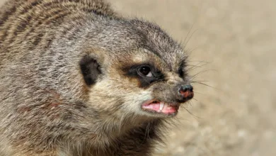 Streit im Zcash-Team: Anleger ziehen sich zurück und wechseln zu Monero