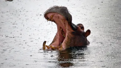 Bitcoin in der Zwickmühle: Langfristige Tiefststände drohen