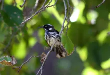 Solana s Stablecoin-Boom: Ein neues Kapital für die Zukunft