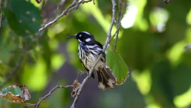 Solana s Stablecoin-Boom: Ein neues Kapital für die Zukunft