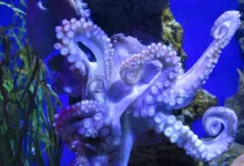 Kryptobörse Kraken: 317 Millionen Euro durch SPAC gesammelt