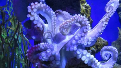 Kryptobörse Kraken: 317 Millionen Euro durch SPAC gesammelt