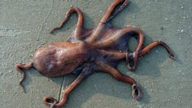 Kraken und Breakout: Revolution im Krypto-Prop-Trading