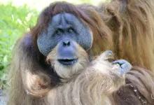 Bitcoin-Risiken: Handelsvolatilität bedroht lokale Anleger