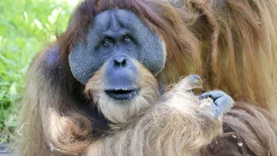 Bitcoin-Risiken: Handelsvolatilität bedroht lokale Anleger