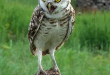 Solana Kursanalyse: Steigt der Preis weiter oder nicht?