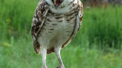 Solana Kursanalyse: Steigt der Preis weiter oder nicht?