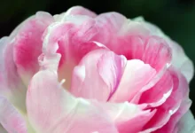 Massive Abflüsse bei Bitcoin-ETFs während Edelmetall-Rallye