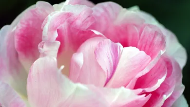 Massive Abflüsse bei Bitcoin-ETFs während Edelmetall-Rallye