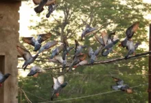 CME Group integriert Altcoin-Futures für breitere Anlegerbasis