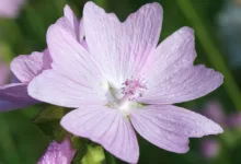 Elon Musk: Rekord-Vermögen und turbulente Zeiten im Blick