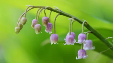 Bitcoin 2026: Aufbruch oder Vorbote eines Rückschlags?