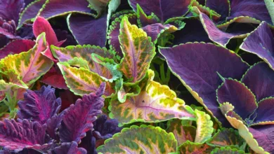 Kräftiger Rückschlag für Bitcoin und Ethereum nach ETF-Rücknahmen