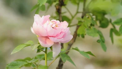 Cardano: Starke Akteure setzen auf langfristige Werte