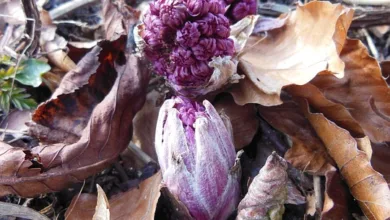 SEC läutet neuen Kurs für Blockchain-Projekte ab 2026 ein