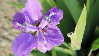 Iris Energy: Chancen und Risiken im Bitcoin-Markt verstehen