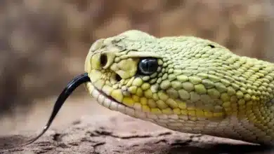 XRP-Preistrend bleibt stabil, Gefahr durch regulatorische Unsicherheit