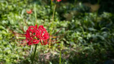 Bitcoin zeigt Stärke: Strategische Käufe trotz Marktsorgen