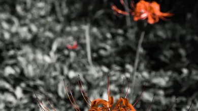 Nasdaq 100: Auf dem Weg zum Rekordhoch durch starke Gewinne