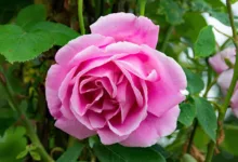 Caroline Ellison: Freigelassen, aber in der Falle der SEC