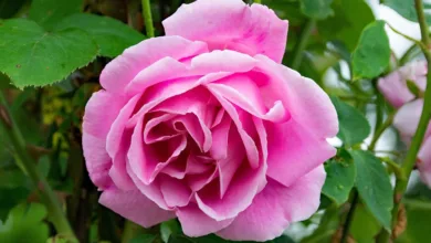 Caroline Ellison: Freigelassen, aber in der Falle der SEC