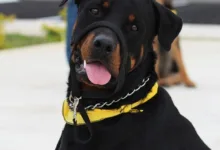 Solana ETFs bleiben stabil: Anleger setzen auf Vertrauen