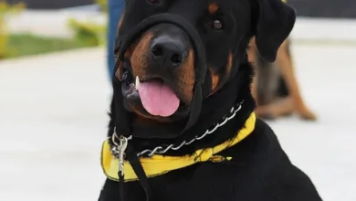 Solana ETFs bleiben stabil: Anleger setzen auf Vertrauen